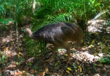 Cassowary young