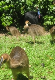 Cassowary male with young