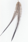 Cassowary Feather